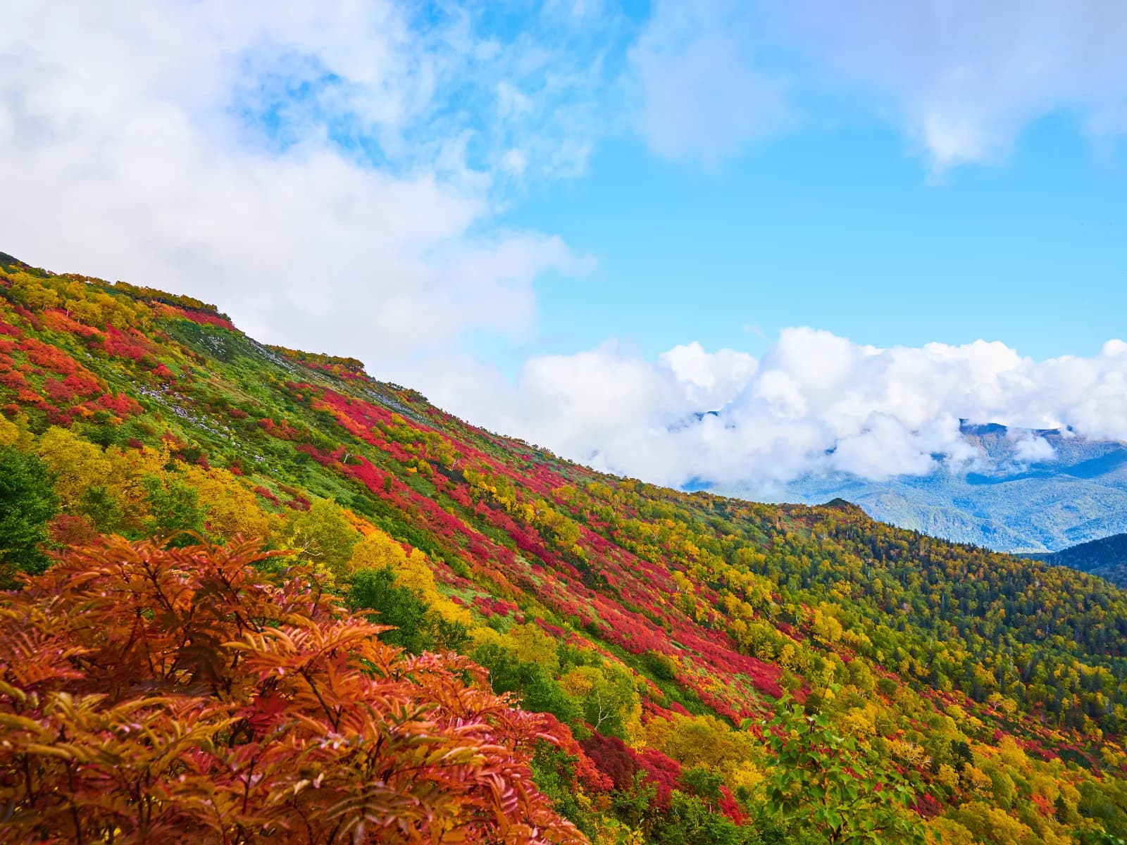 The autumn landscape of Hokkaido