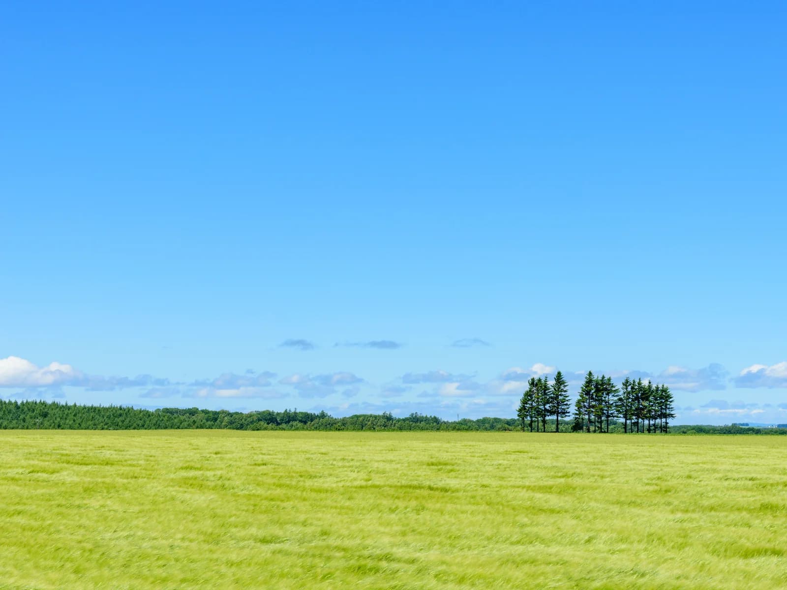 The green landscape of Hokkaido in summer